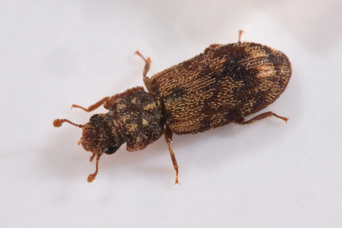 Zopheridae: Synchita undata (cfr.)